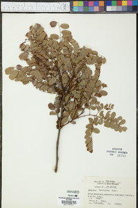 Amorpha laevigata image