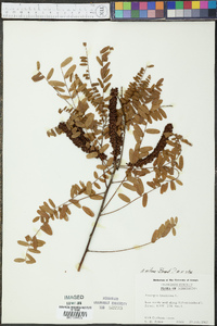 Amorpha nitens image