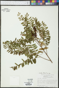 Amorpha nitens image