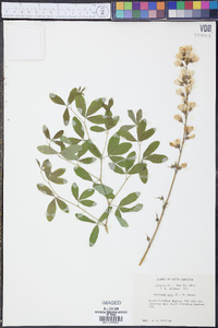 Baptisia alba image