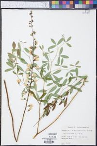 Baptisia alba image