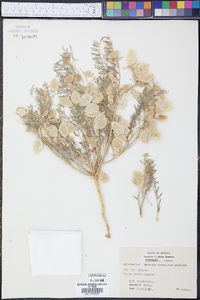 Astragalus allochrous var. playanus image