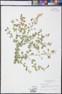 Baptisia lecontei image