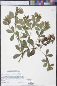 Baptisia bracteata var. leucophaea image