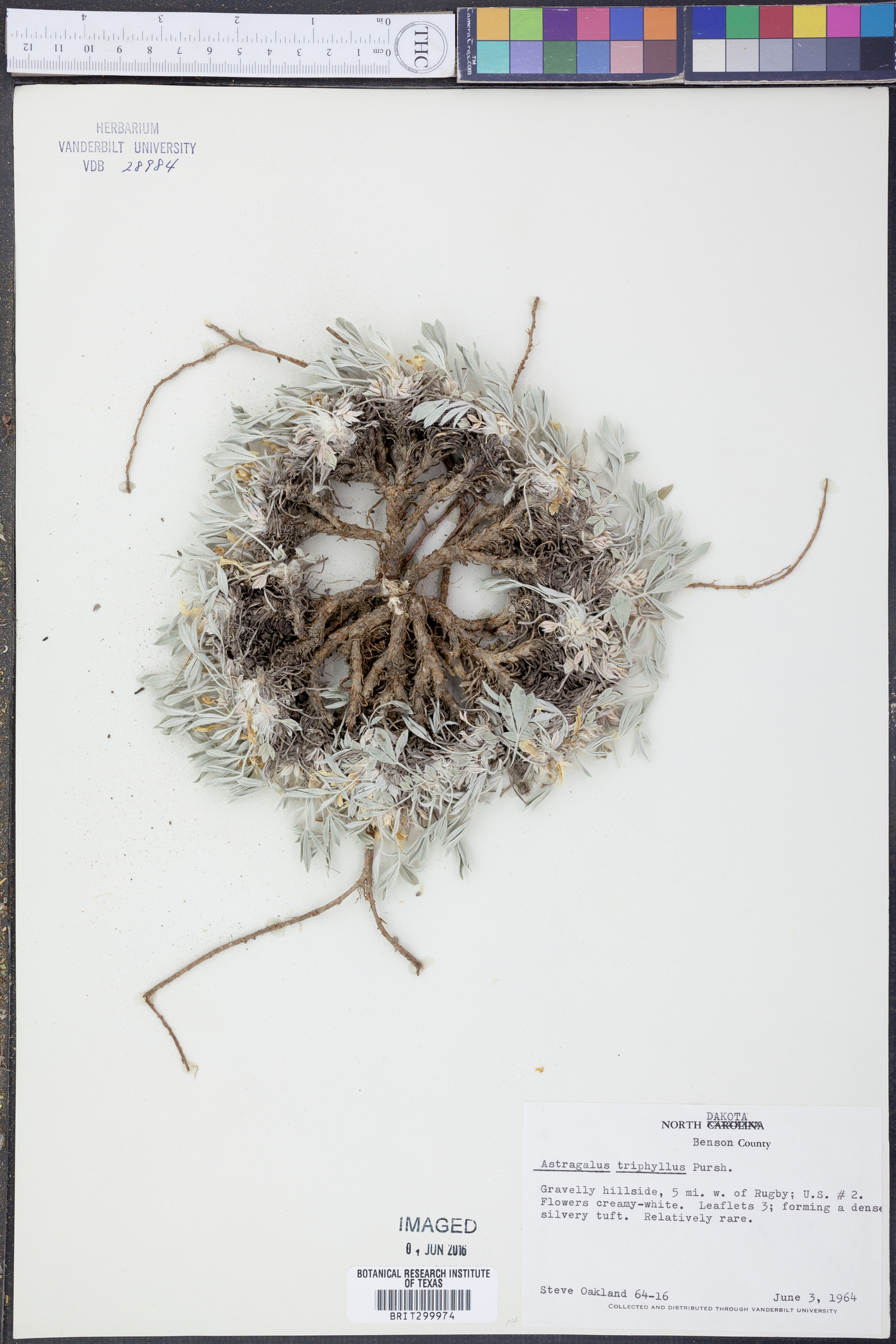 Astragalus triphyllus image