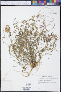 Astragalus obcordatus image