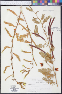 Cassia ligustrina image