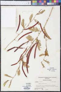Cassia ligustrina image