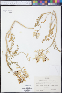 Astragalus praelongus var. ellisiae image