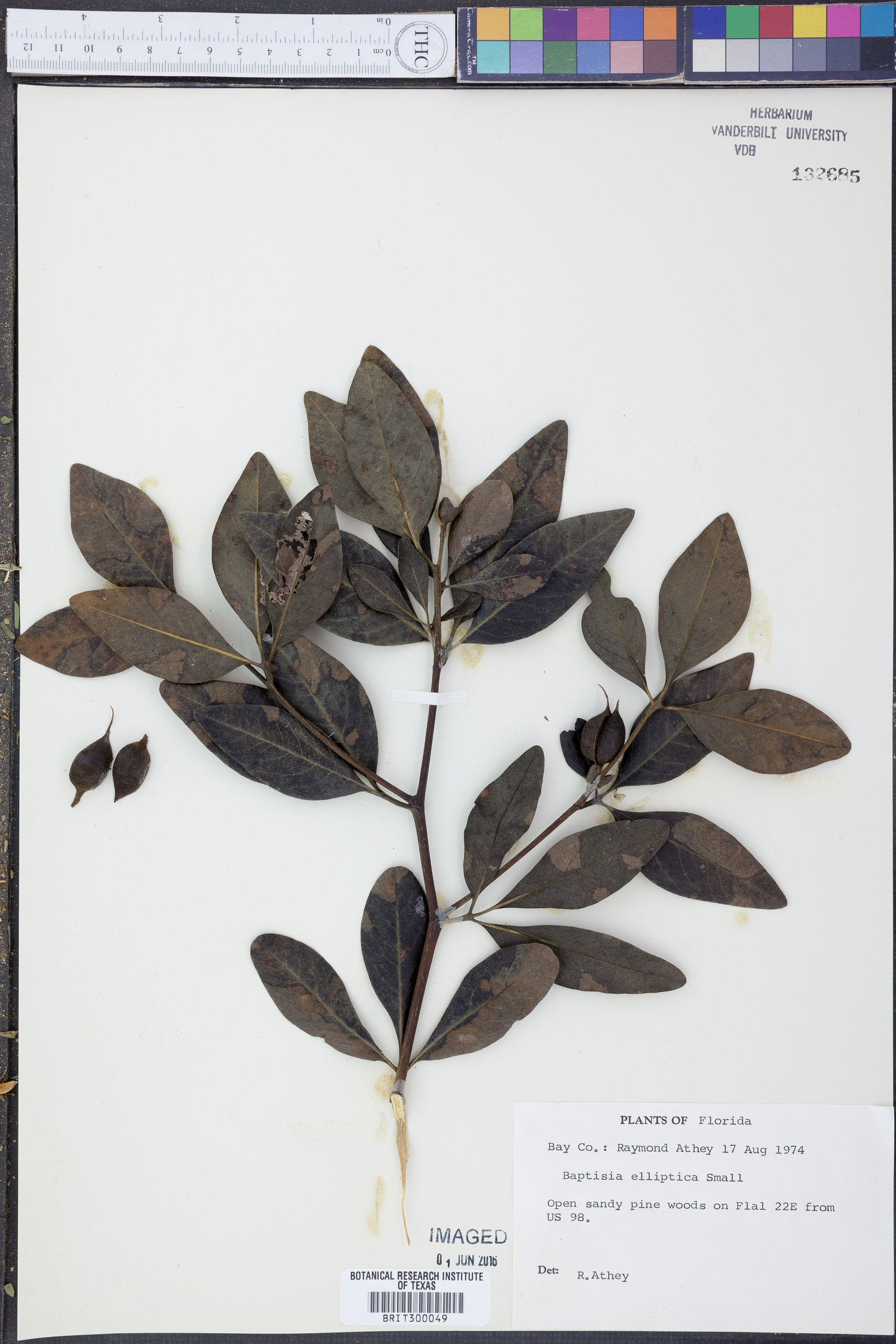 Baptisia elliptica image