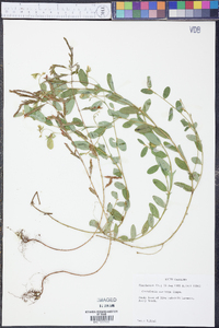 Crotalaria rotundifolia image