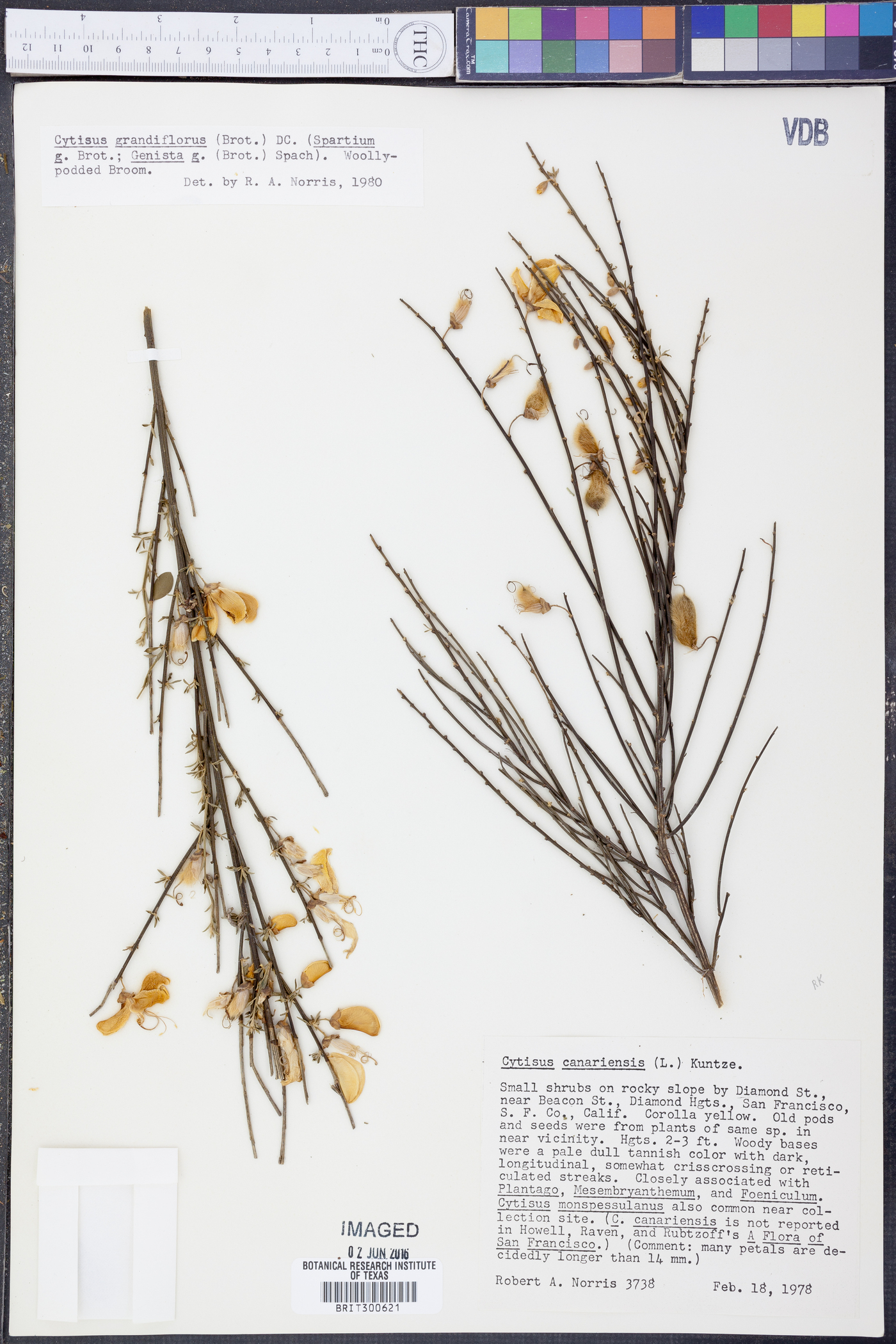 Cytisus grandiflorus image