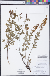 Cytisus nigricans image