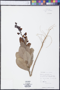 Crotalaria spectabilis image