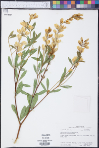 Baptisia sphaerocarpa image