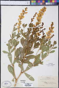 Baptisia sphaerocarpa image