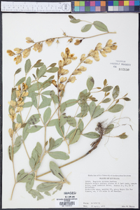 Baptisia sphaerocarpa image