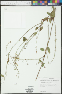 Desmodium glabellum image