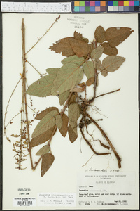 Desmodium floridanum image