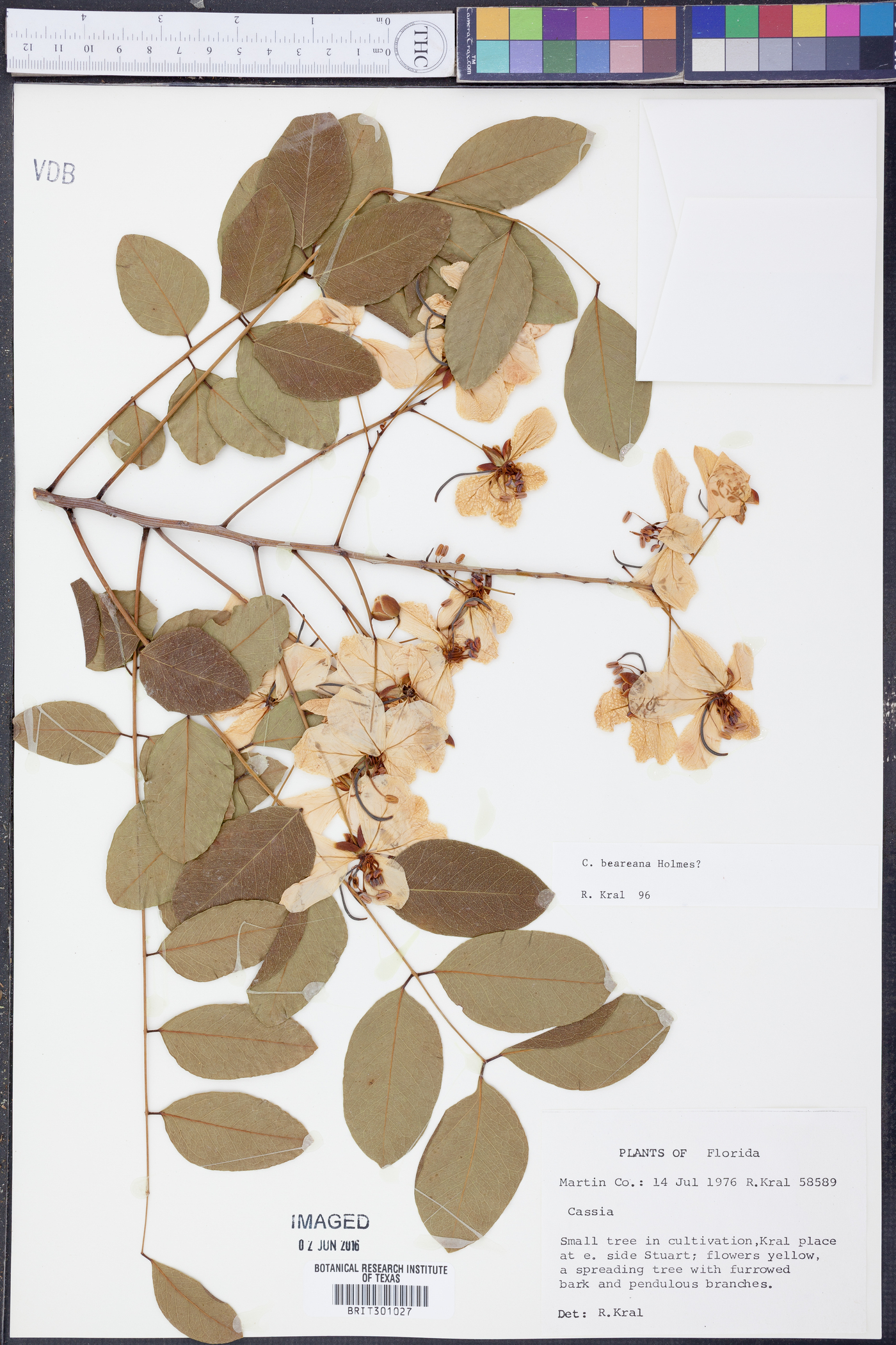 Cassia abbreviata subsp. beareana image