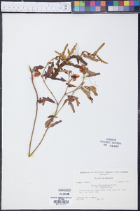 Chamaecrista fasciculata var. fasciculata image