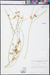 Parkinsonia florida image