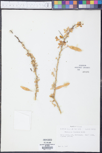 Parkinsonia florida image