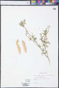 Cercidium floridum subsp. floridum image