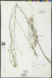 Desmodium tenuifolium image