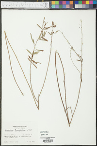 Desmodium tenuifolium image