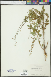 Desmodium tortuosum image