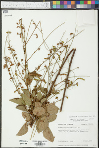 Desmodium viridiflorum image