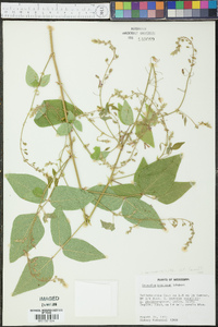 Desmodium canescens image