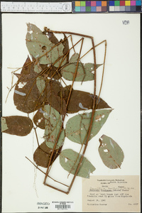 Desmodium bracteosum image