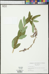 Desmodium canadense image