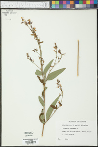 Desmodium canadense image