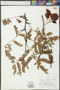 Gleditsia aquatica image