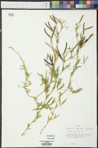 Lathyrus pusillus image