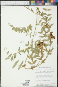 Lathyrus sulphureus image