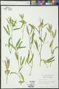 Lathyrus hirsutus image