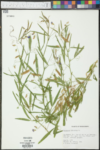 Lathyrus hirsutus image