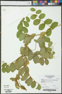 Lathyrus japonicus var. maritimus image