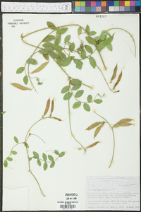 Lathyrus laetiflorus image