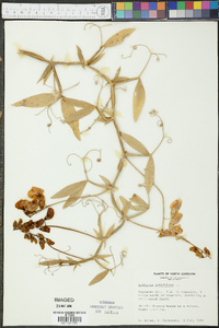 Lathyrus latifolius image