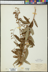 Desmodium canadense image