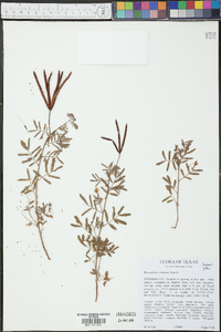 Desmanthus velutinus image