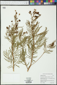 Desmanthus illinoensis image