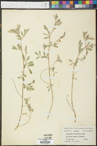 Indigofera miniata image