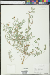 Indigofera miniata image