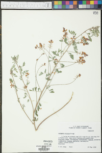 Indigofera miniata image